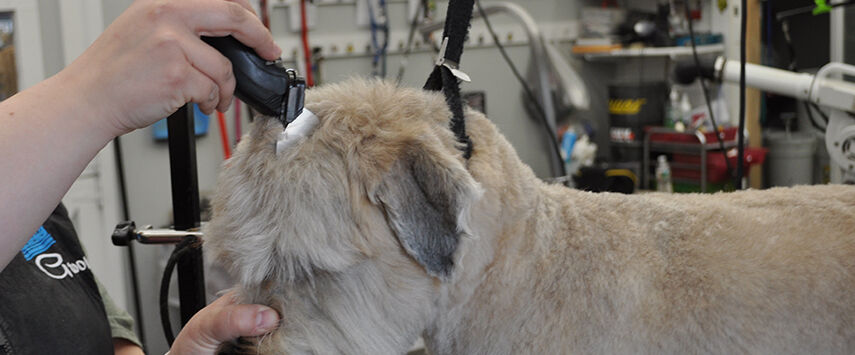 The Soft-Coated Wheaten Terrier